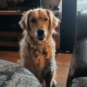 goldennibbles9