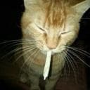 yungtoasted
