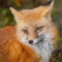 madcat47_51976
