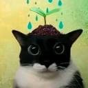 tacocat_but_backwards