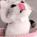 /cait  ♡ gws + game + chat + twitch's server icon