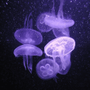 𝘾𝙚𝙡𝙚𝙨𝙩𝙞𝙖 ★'s server icon