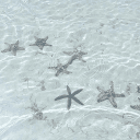 🪽 . ⌗ !! ꒰ 𝑪𝒆𝒍𝒆𝒔𝒕𝒊𝒂 ꒱ ୧ 🪼 ୨