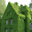 House of Moss (21+)'s server icon