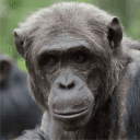 Monke Kingdom's server icon