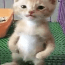 pawsy's server icon