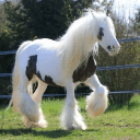 🍙 , Pony Paradeee <33 : 🪀's server icon