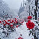 Wintersblood Matrix's server icon